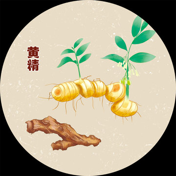 手绘中药黄精包装插画