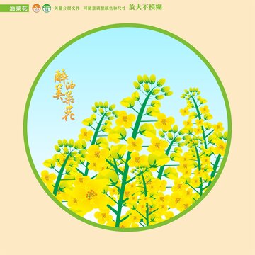 油菜花