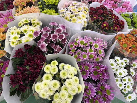 云南昆明斗南花卉市场鲜切花玫瑰花交易市场