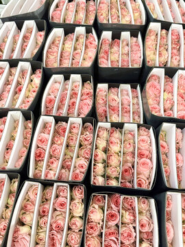云南昆明斗南花卉市场鲜切花玫瑰花交易市场