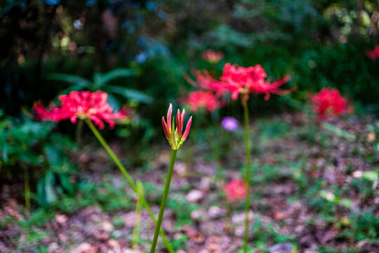 花卉石蒜