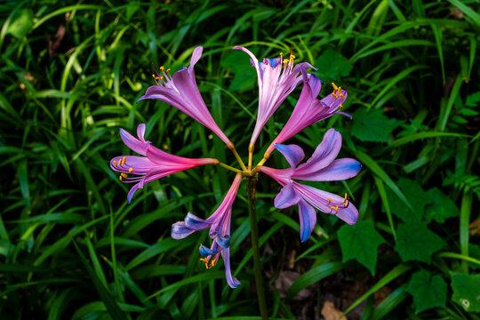 石蒜花