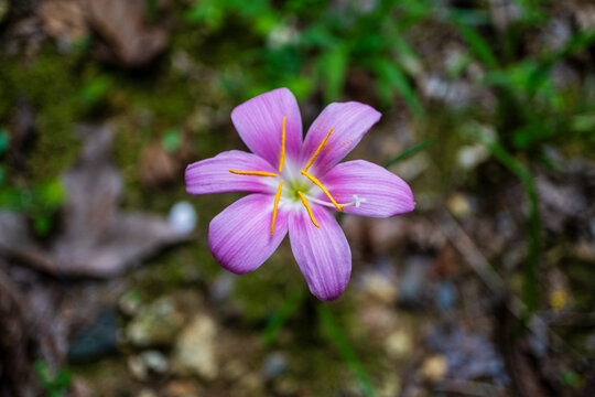 红花石蒜