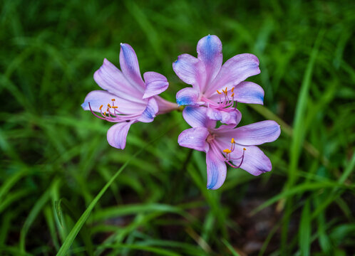 石蒜花
