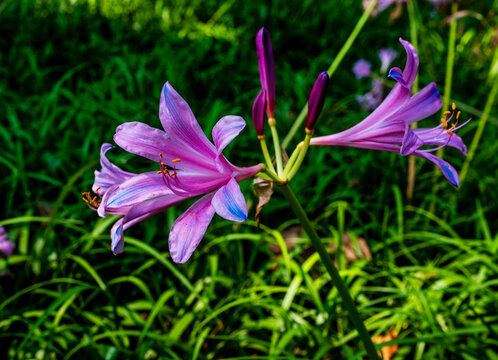 红花石蒜