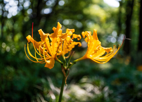 地狱花