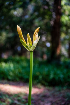 地狱花