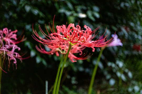 石蒜花