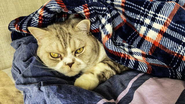 猫窝里的英短猫
