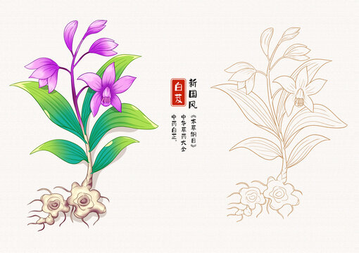 白芨草药插画
