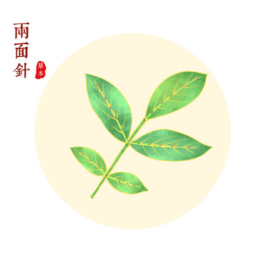 两面针