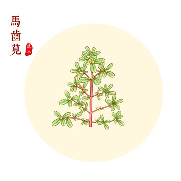 马齿苋