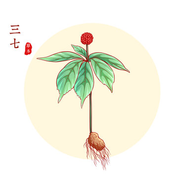 三七
