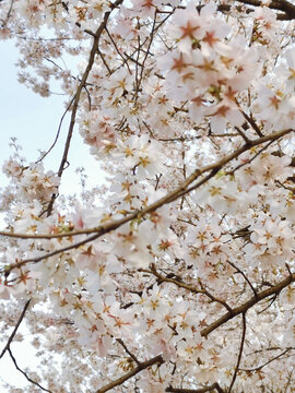樱花