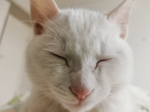 白猫