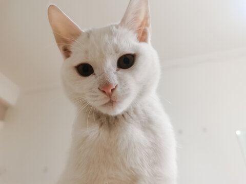 白猫