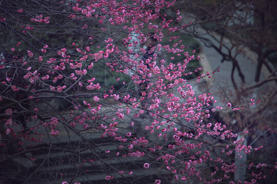 杭州钱王祠梅花