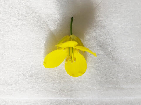 油菜花