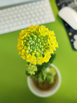 油菜花