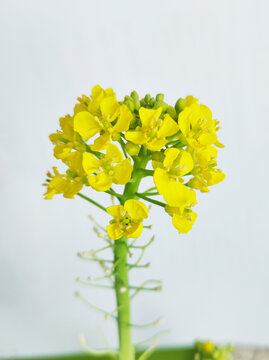 油菜花