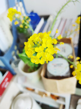 油菜花