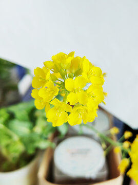 白菜花