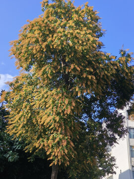 芒果树