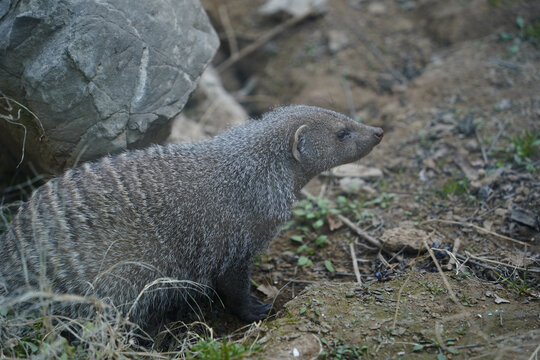 缟獴