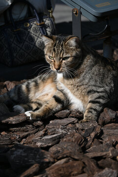 猫咪