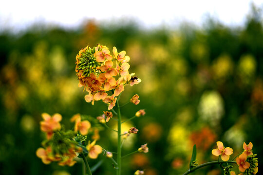油菜花开