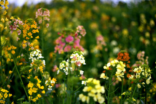 油菜花开