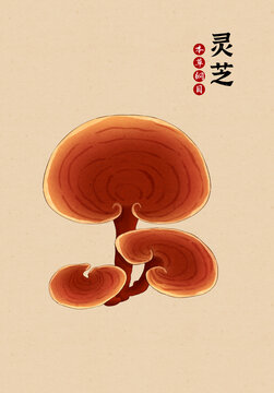 灵芝