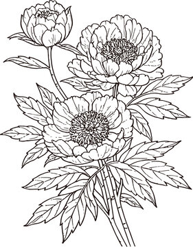 牡丹花线描白描eps格式矢量图