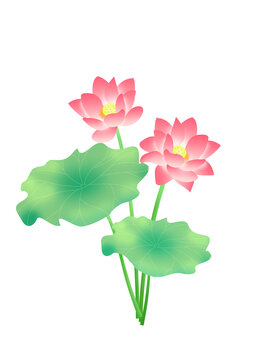 荷花插画元素