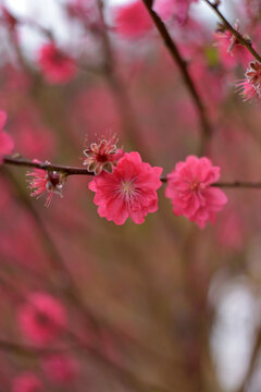 桃花
