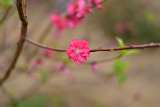 桃花