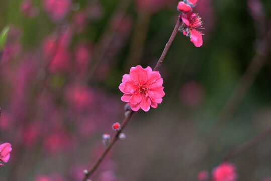 桃花