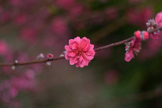 桃花