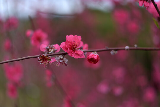 桃花