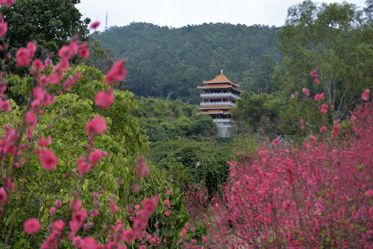 桃花