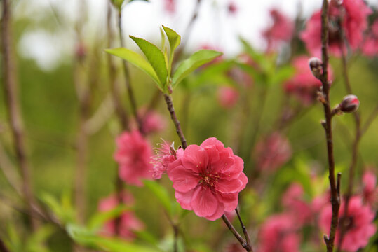 桃花
