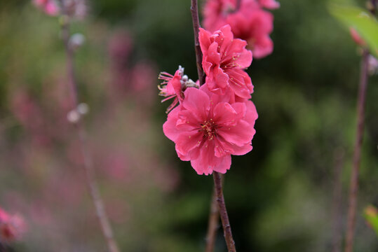 桃花