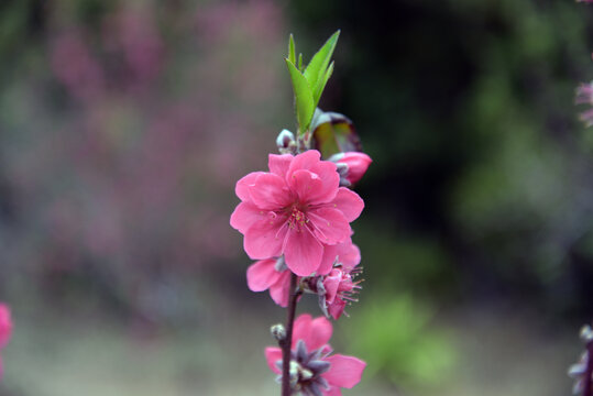 桃花