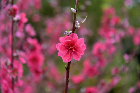 桃花