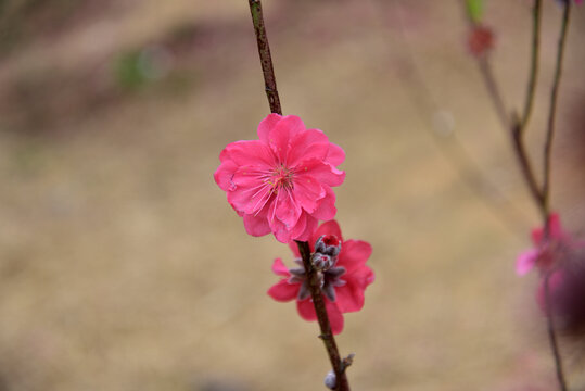 桃花