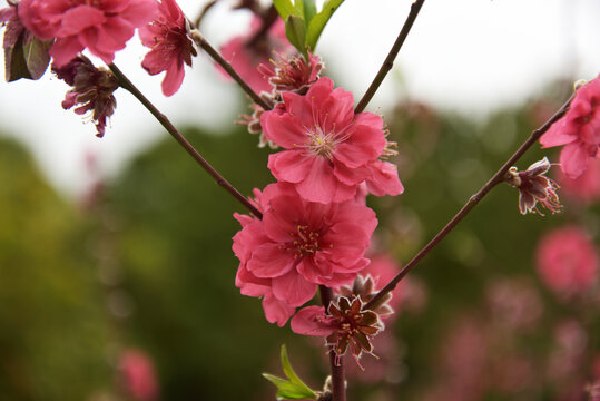 桃花
