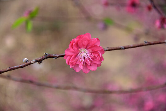 桃花
