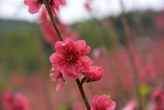 桃花