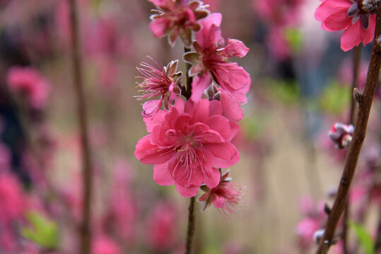 桃花