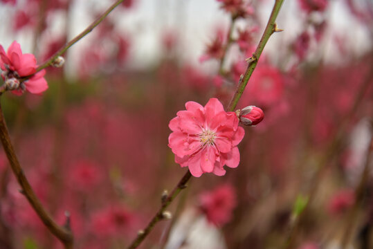 桃花